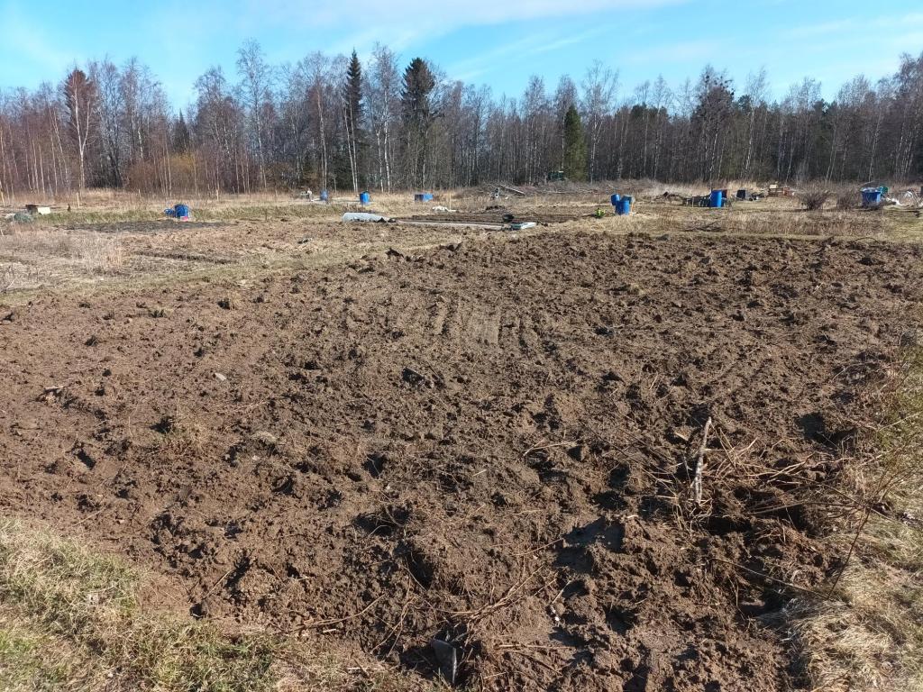 Muhevaa multaa kasvualustana tarjolla halukkaille. Viljelypalsta Ollinsaaressa.