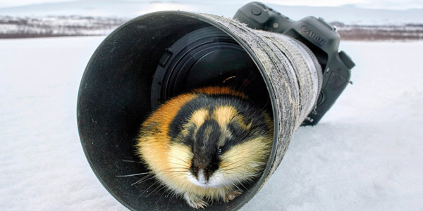 Talvimaisemassa pieni, karvainen eläin kameran objektiivin sisällä.