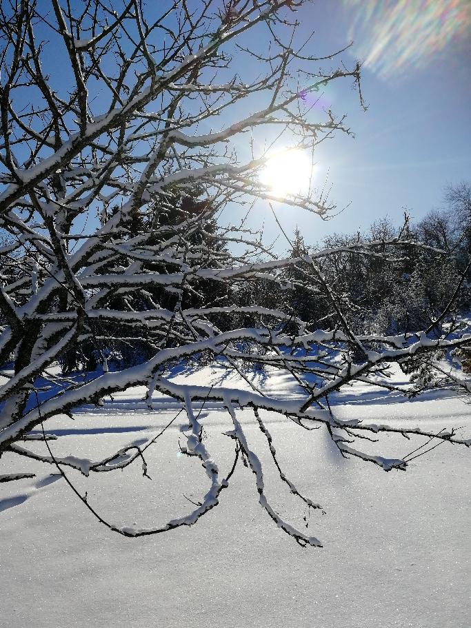 Talvinen kuva sinisestä taivaasta, auringonpaisteesta ja puista. 