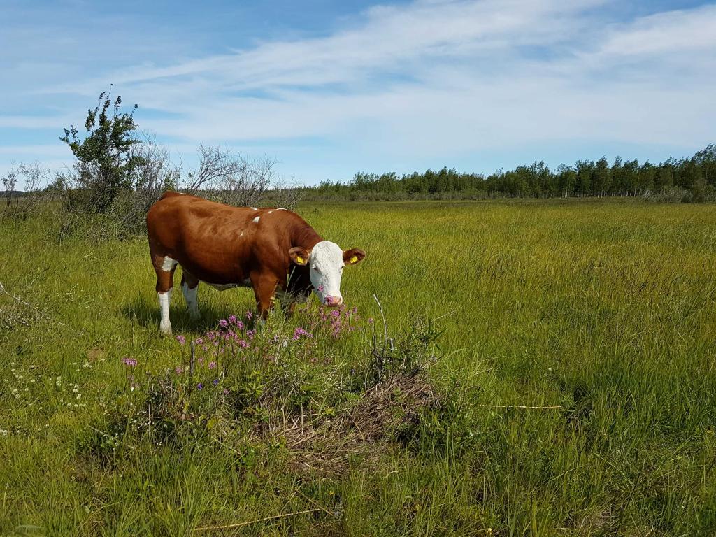 Lehmä kesäisellä pellolla.