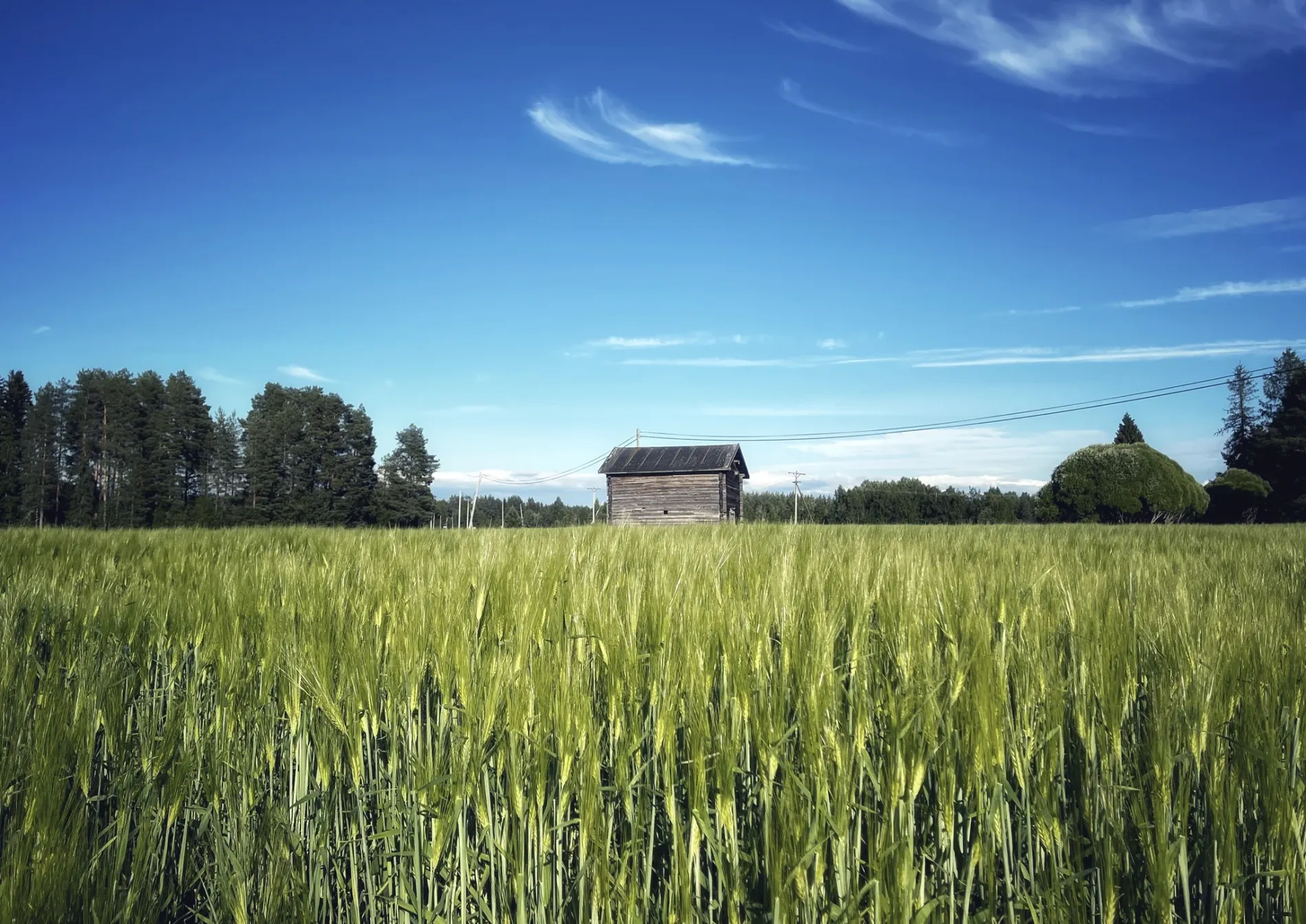 Viljapeltoa Raahen Lasikankaalla kesällä.
