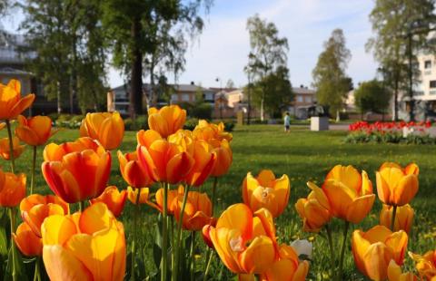 Oranssin värisiä kukkia.