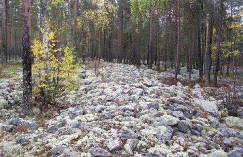 Kuvassa on näkymä alueen maastossa olevaan sammaloituneeseen kivikkoon.