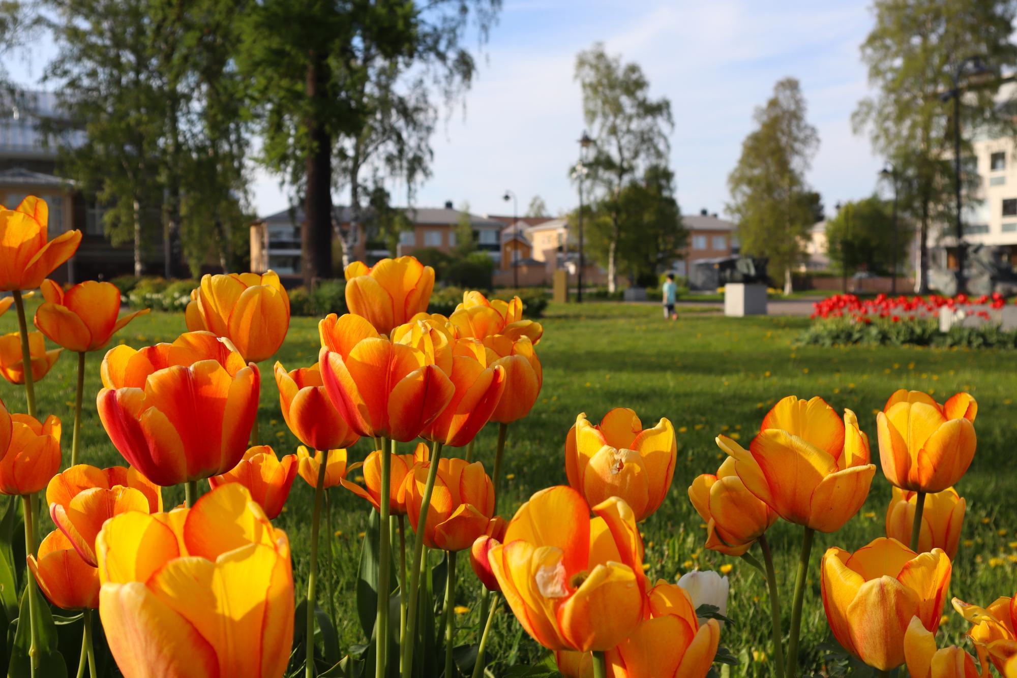Kari Juvan veistospuisto.