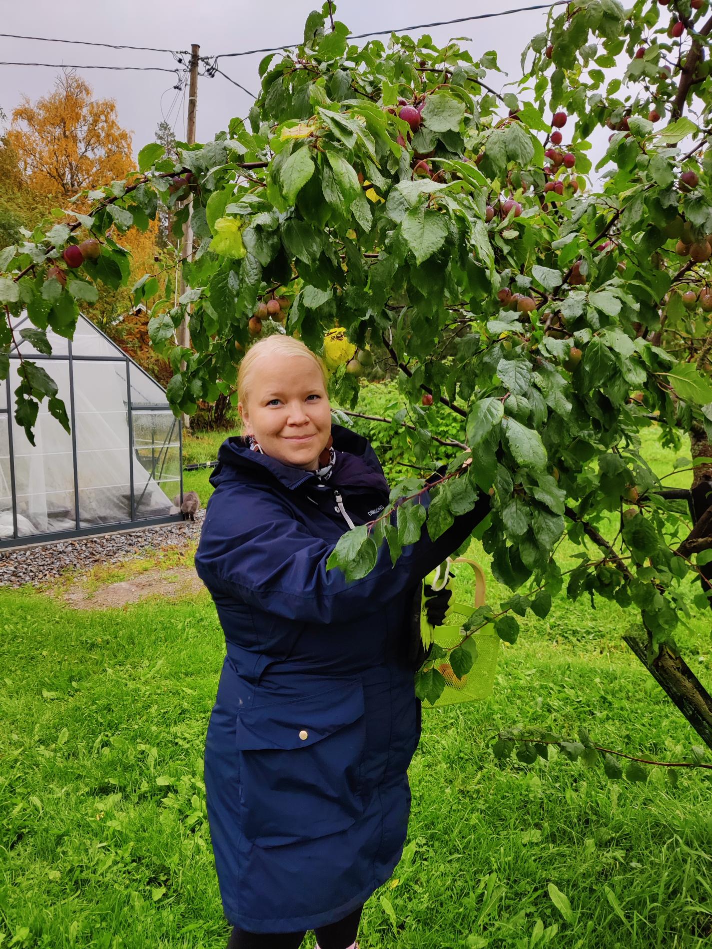 Elina collecting plums in her home garden.