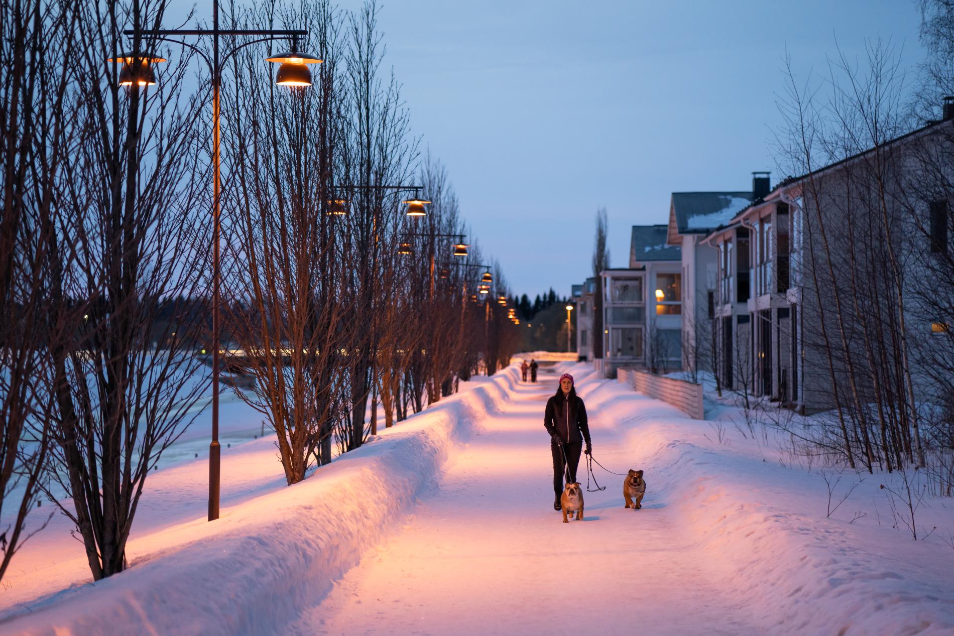 Nainen kävelyllä kahden koiran kanssa talvi-iltana.